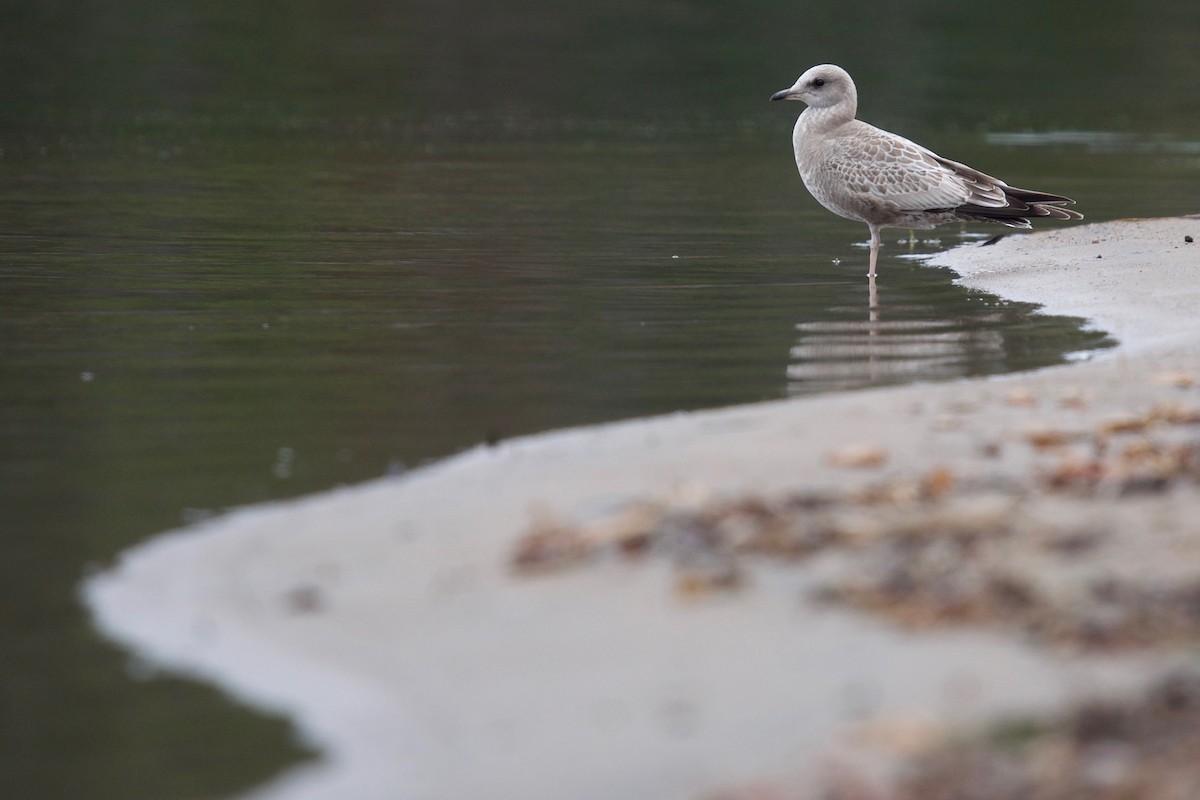 Short-billed Gull - ML610568749