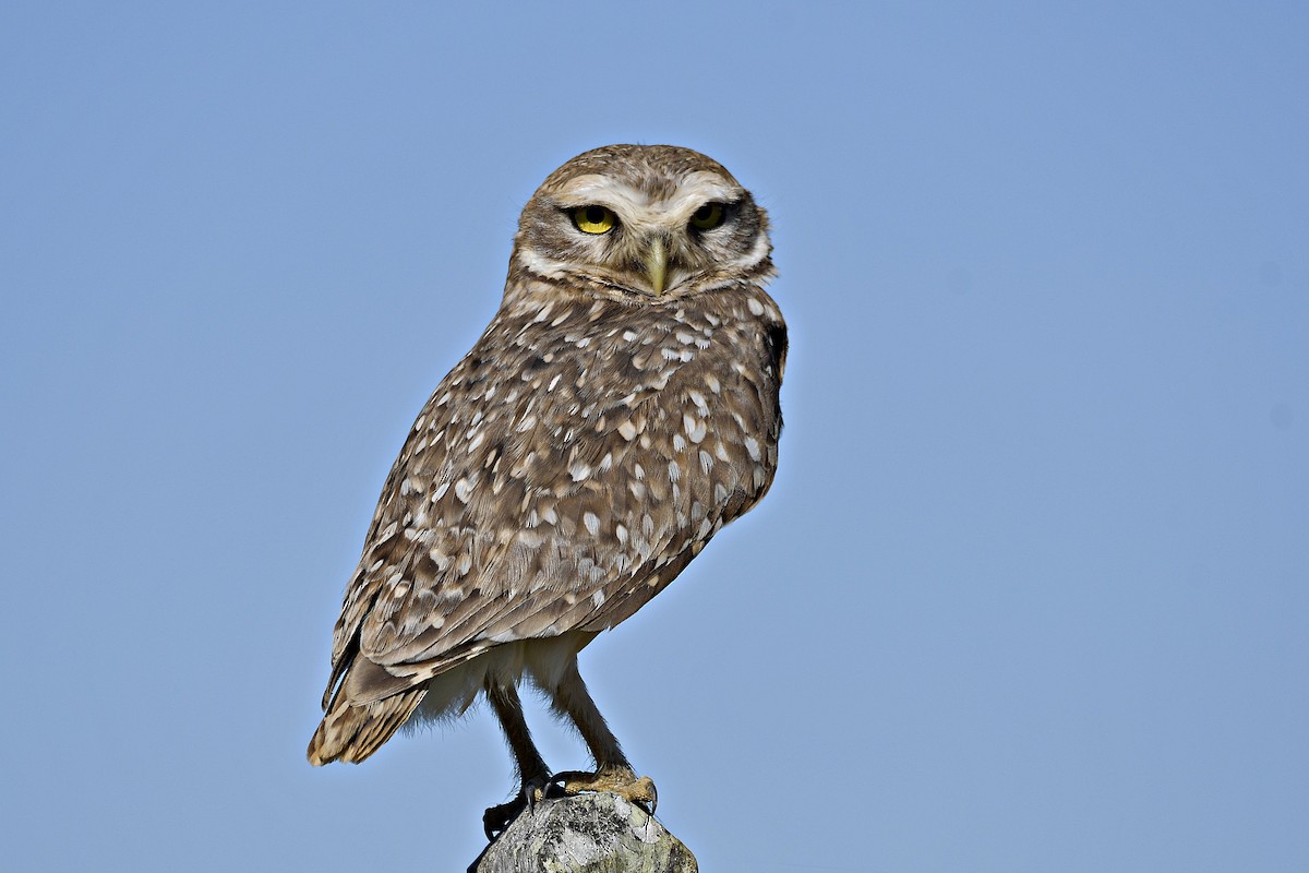 Burrowing Owl - ML610568835