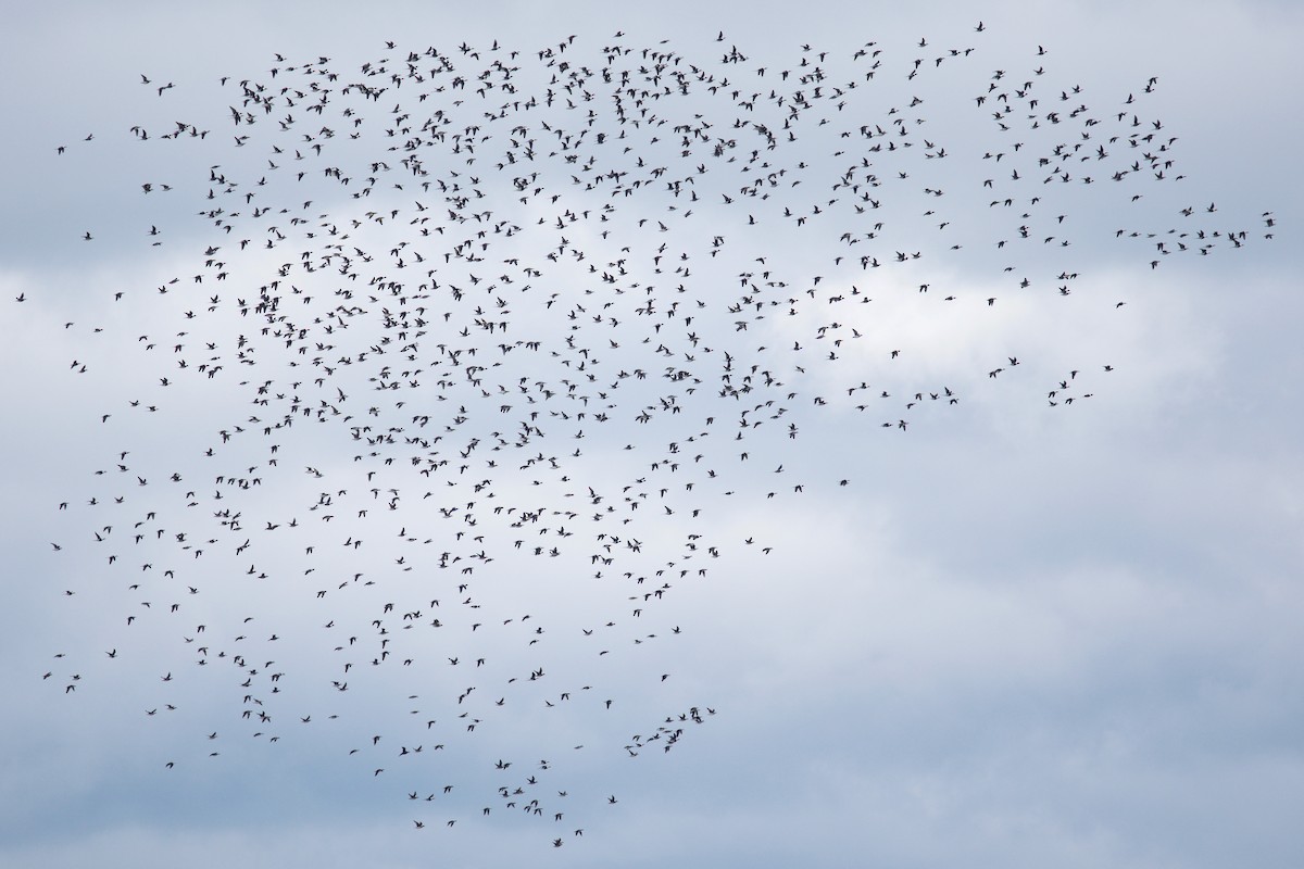 Long-tailed Duck - Ezra J. Campanelli