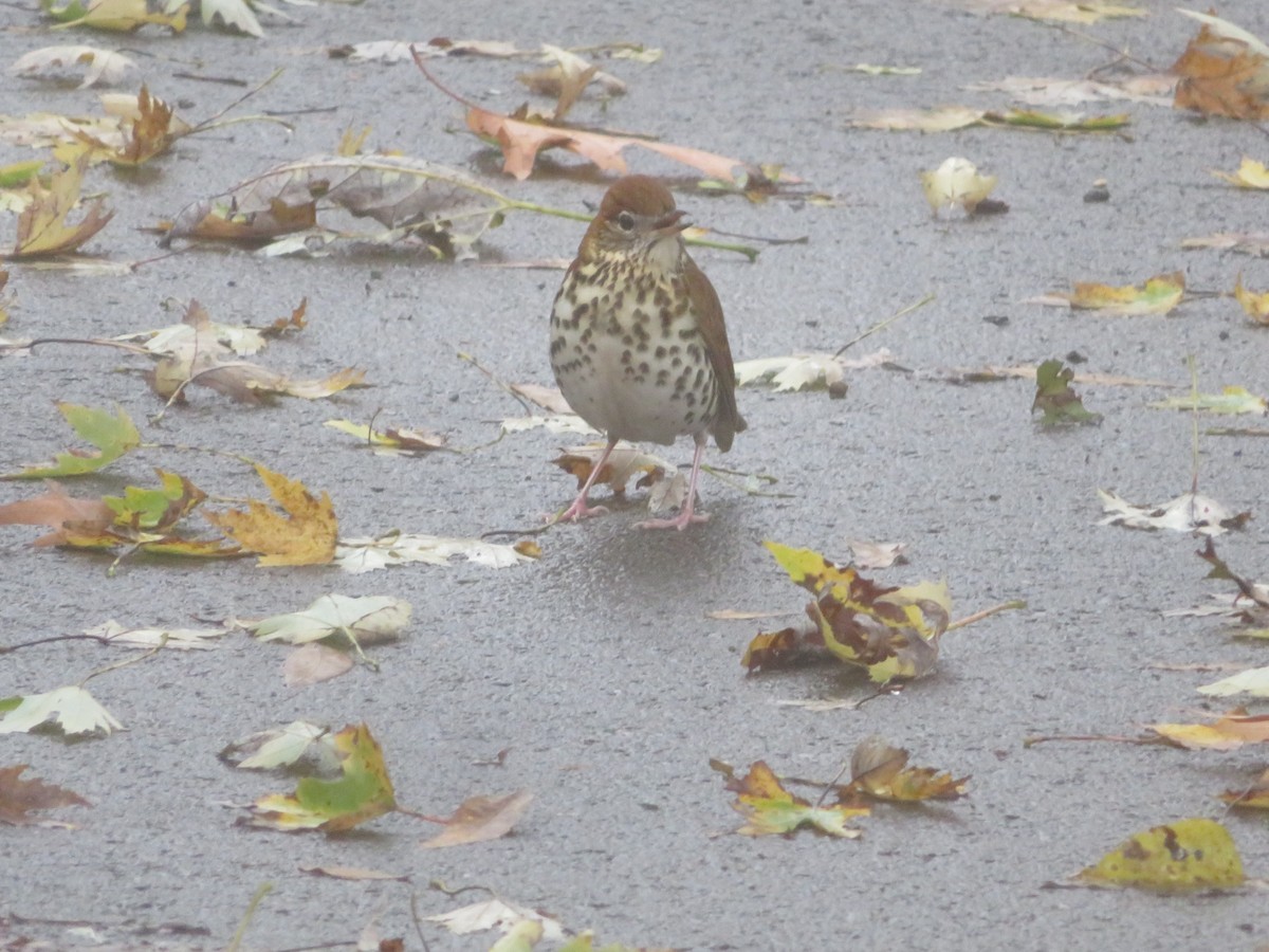 Wood Thrush - ML610569008