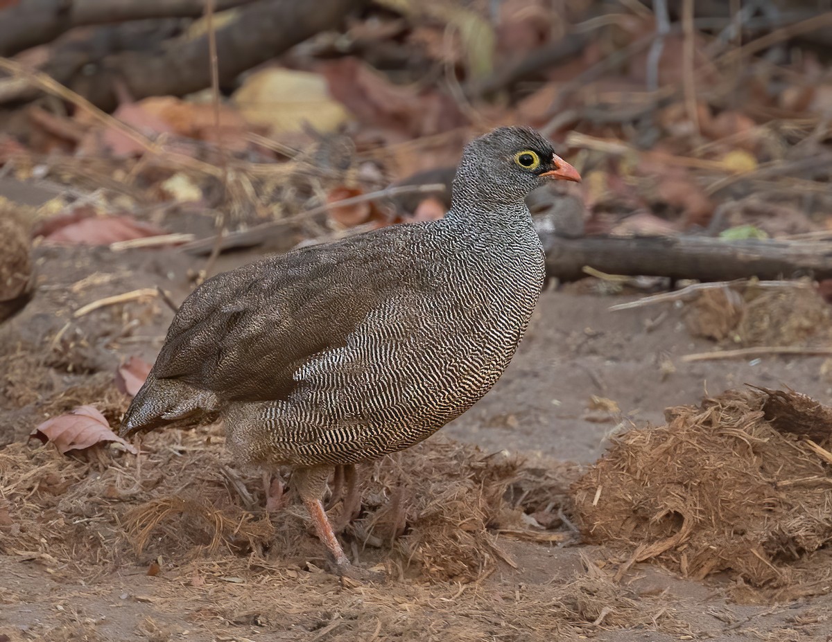 Red-billed Spurfowl - Arthur Steinberger