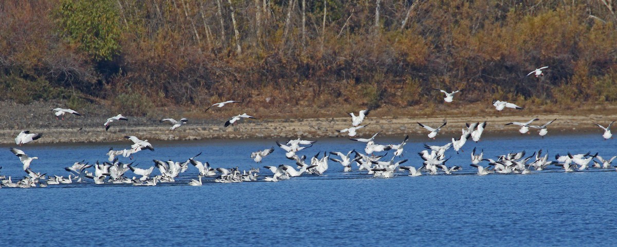 Snow Goose - ML610569313