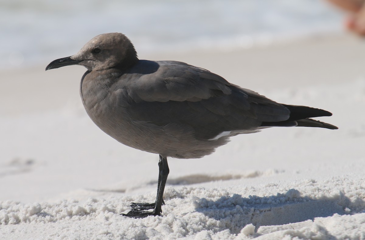 Gray Gull - ML610569353