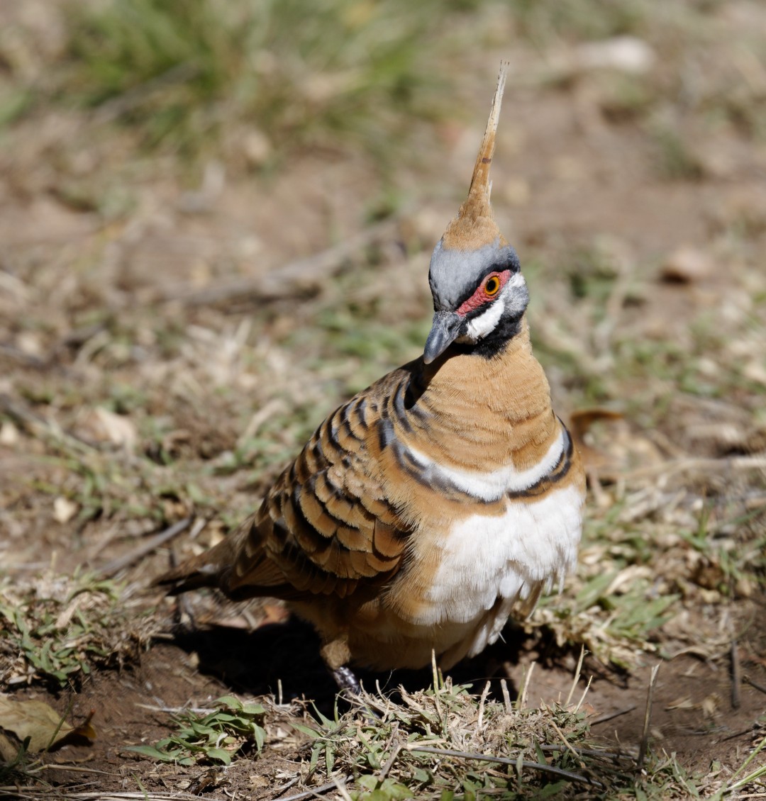 Spinifex Pigeon - ML610569361