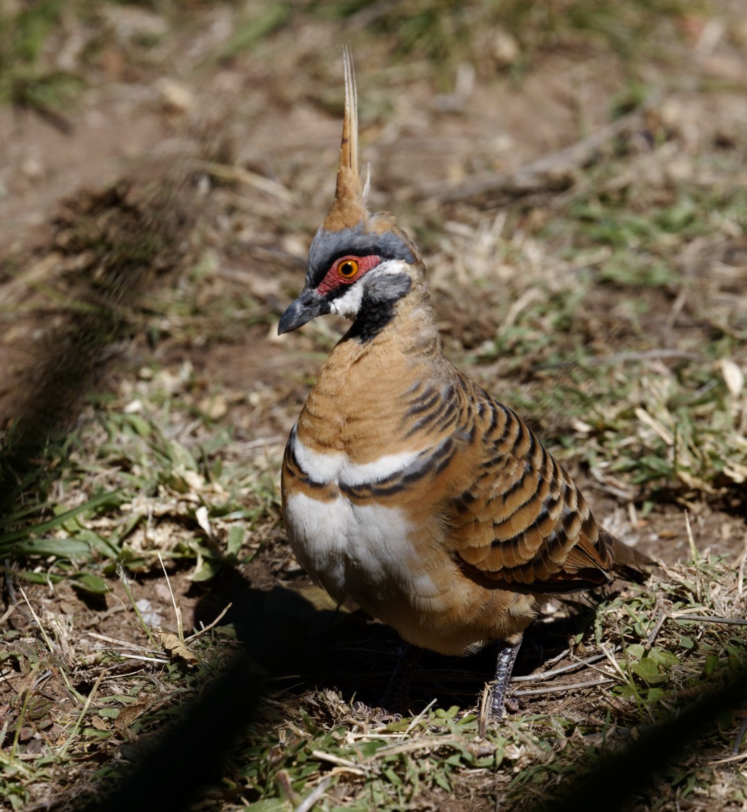 Spinifex Pigeon - ML610569362