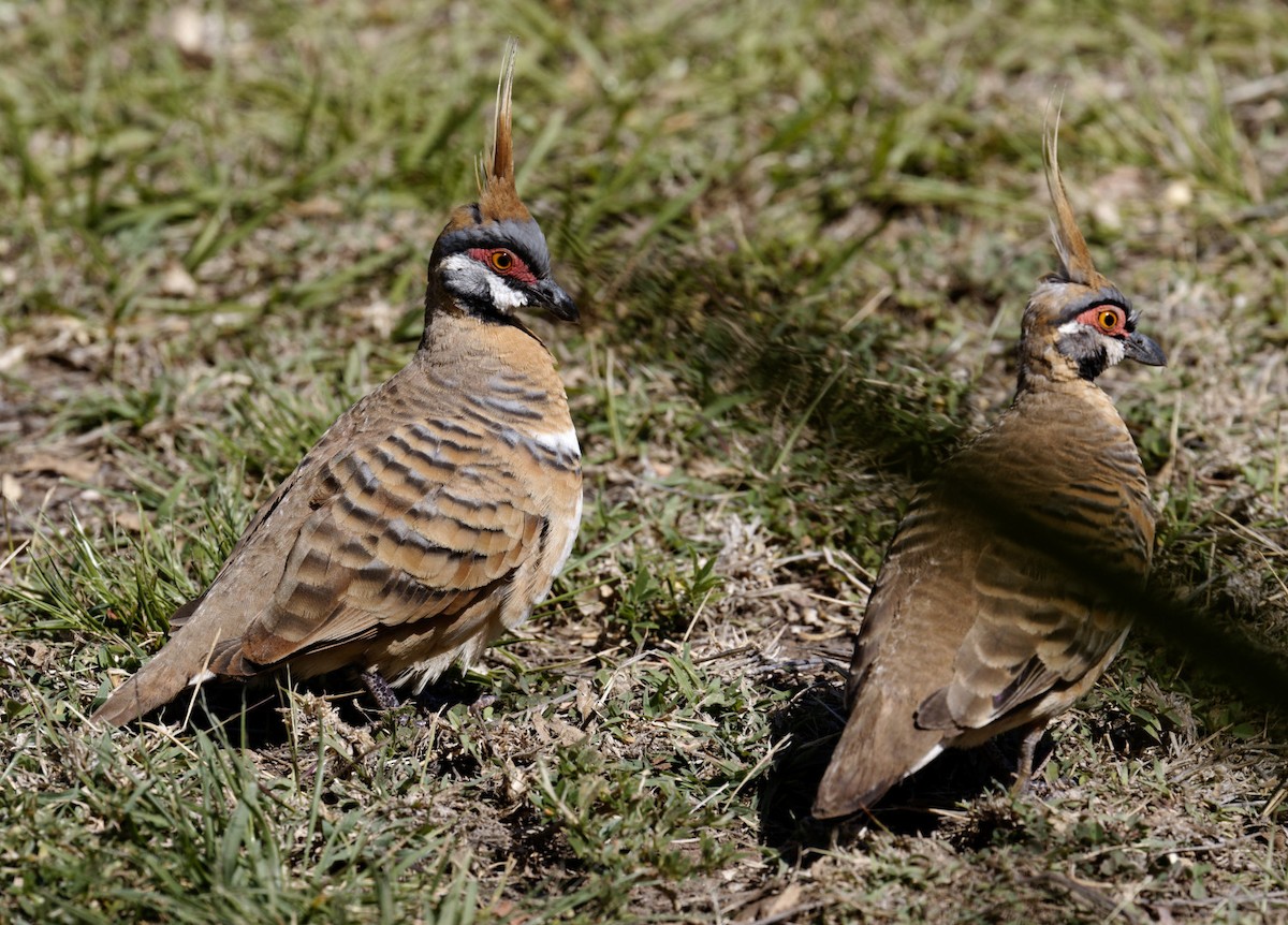Spinifex Pigeon - ML610569363