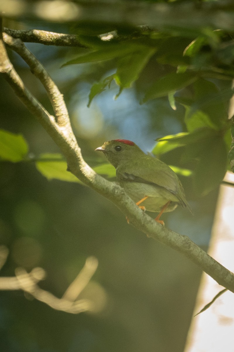 Long-tailed Manakin - ML610569374