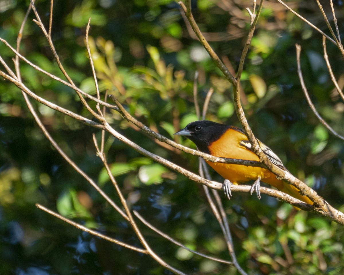 Oriole de Baltimore - ML610569393