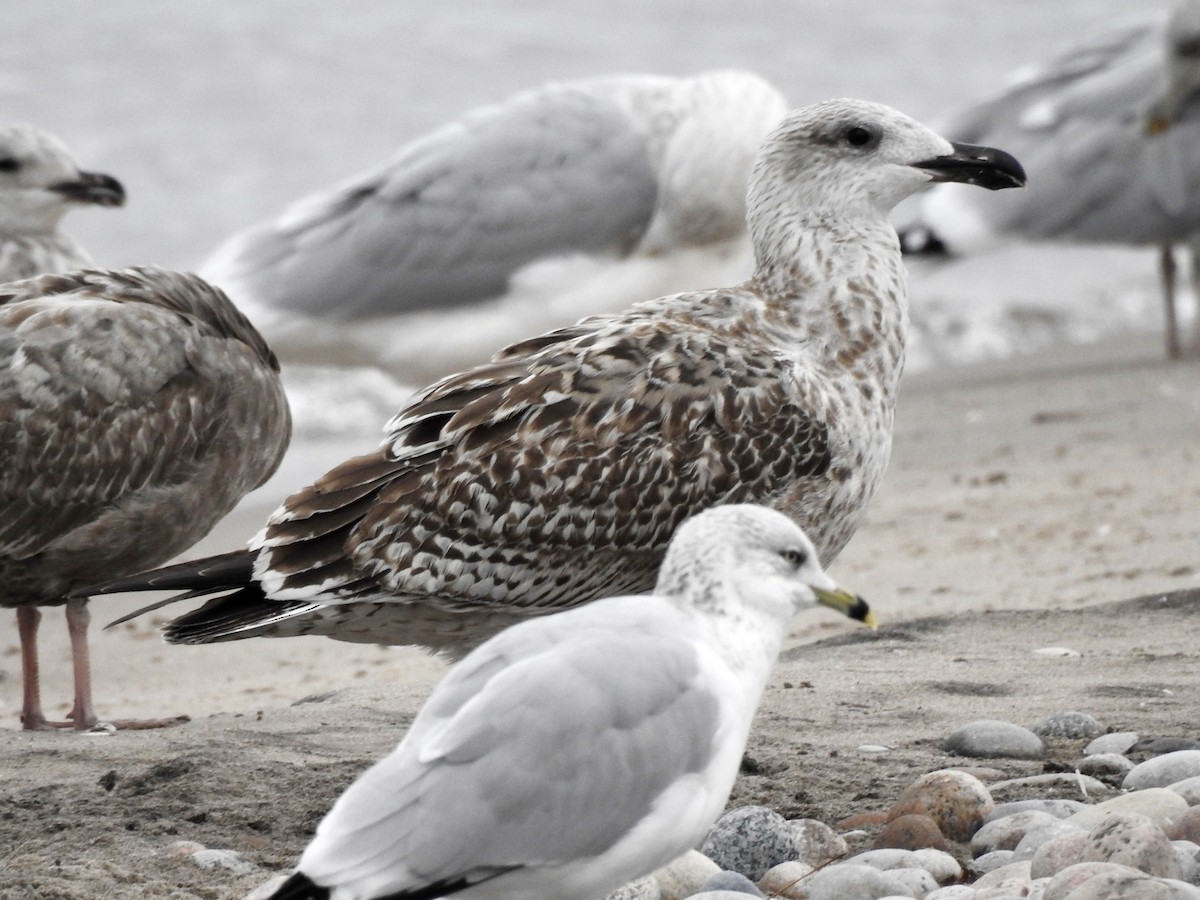 Great Black-backed Gull - ML610569495