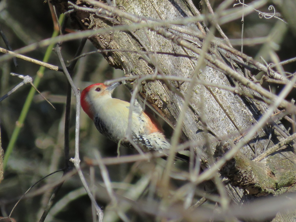 Red-bellied Woodpecker - ML610569505