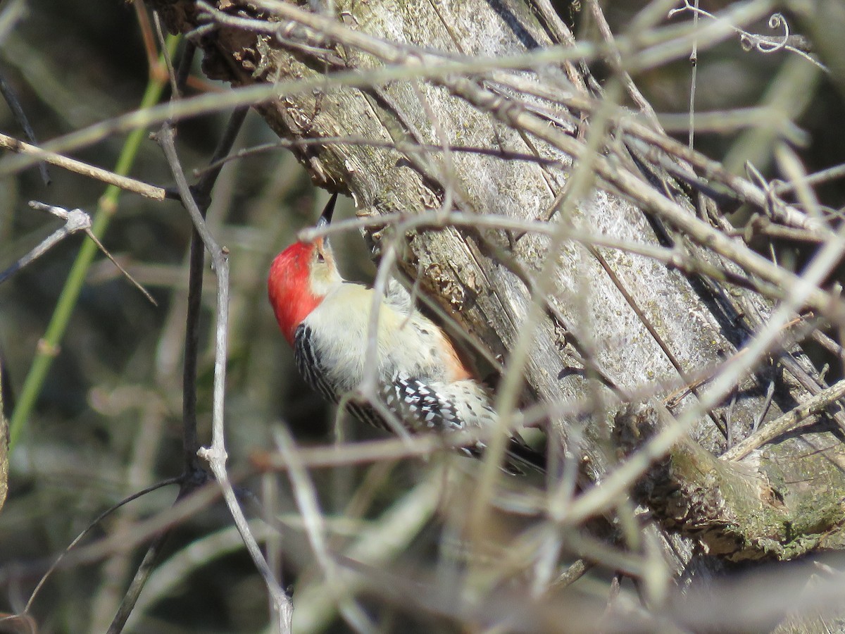 Red-bellied Woodpecker - ML610569506