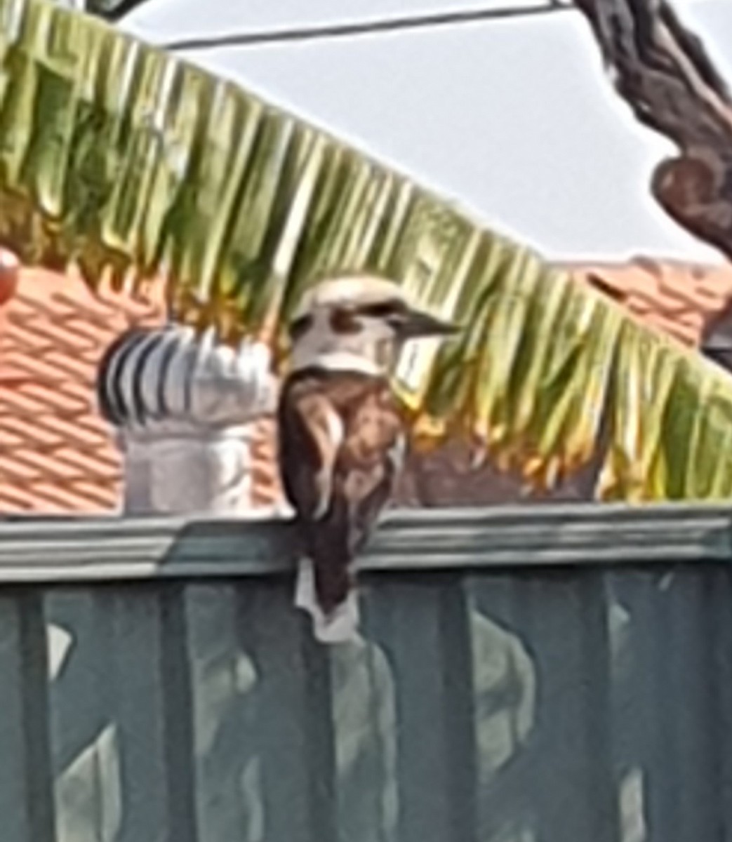 Laughing Kookaburra - Paul Turner