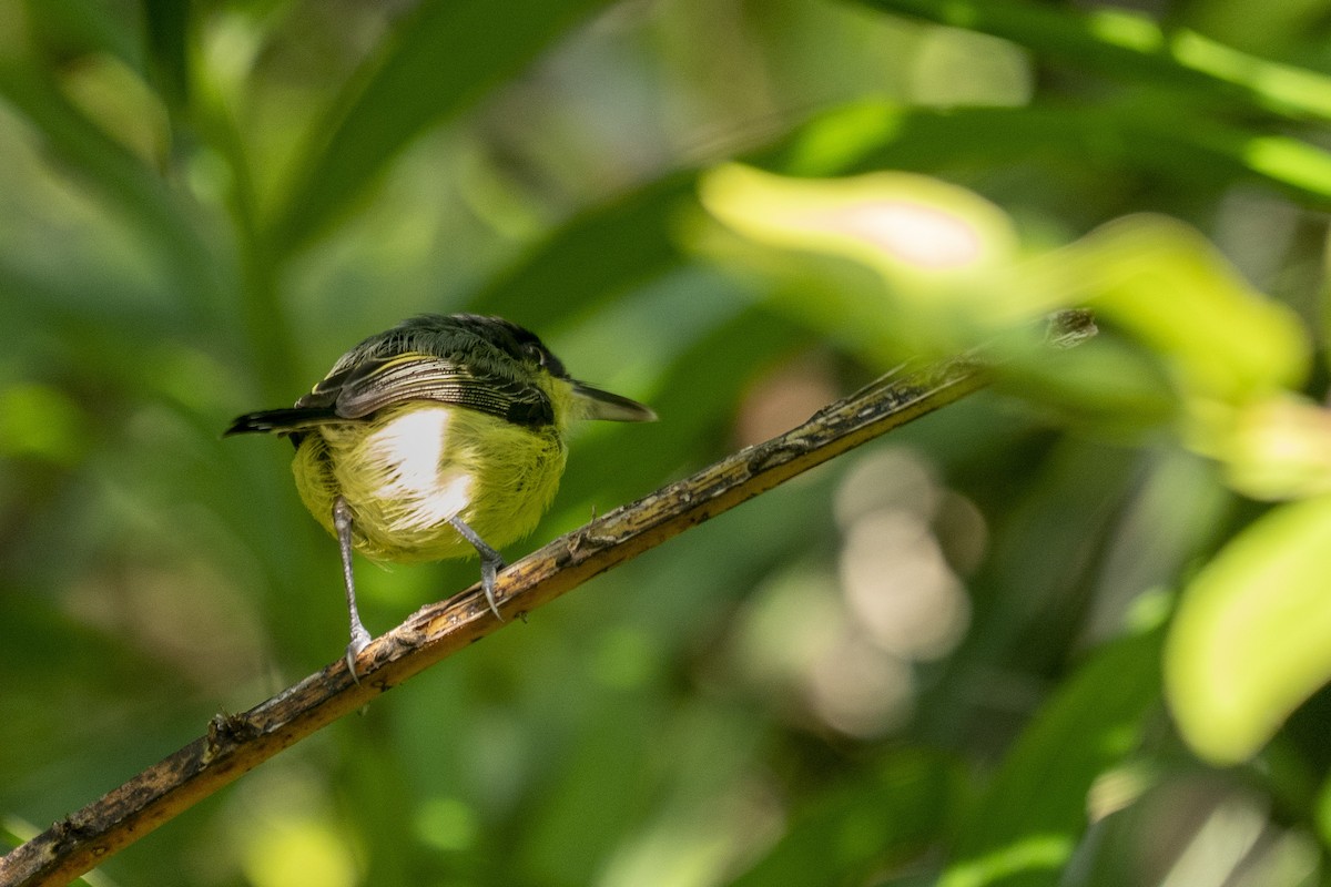 Common Tody-Flycatcher - ML610569604