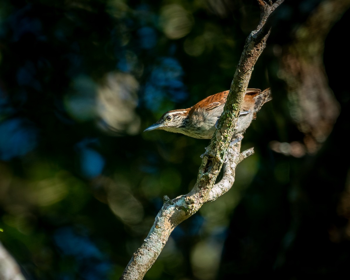 Rufous-and-white Wren - ML610569678