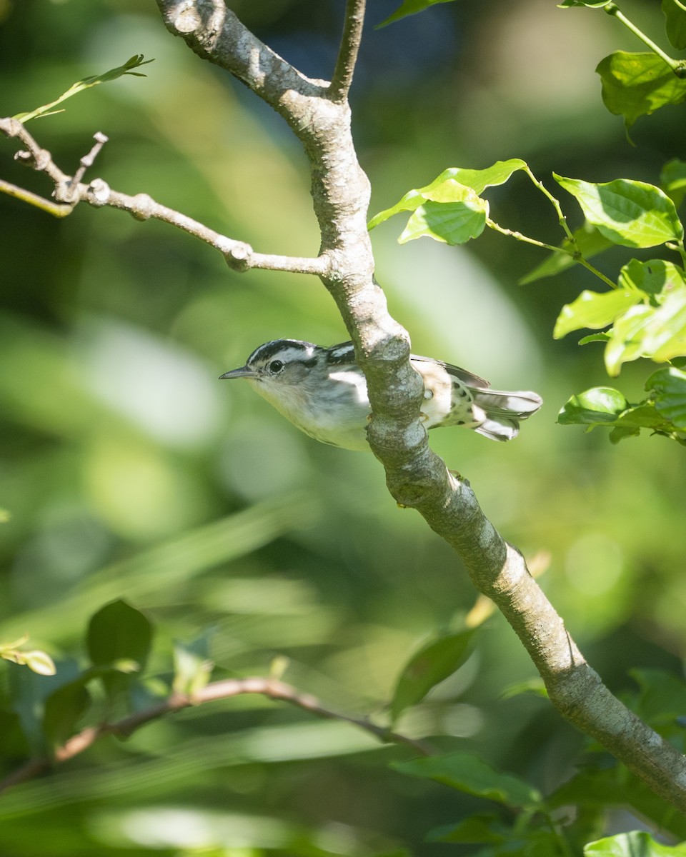 Black-and-white Warbler - ML610569682