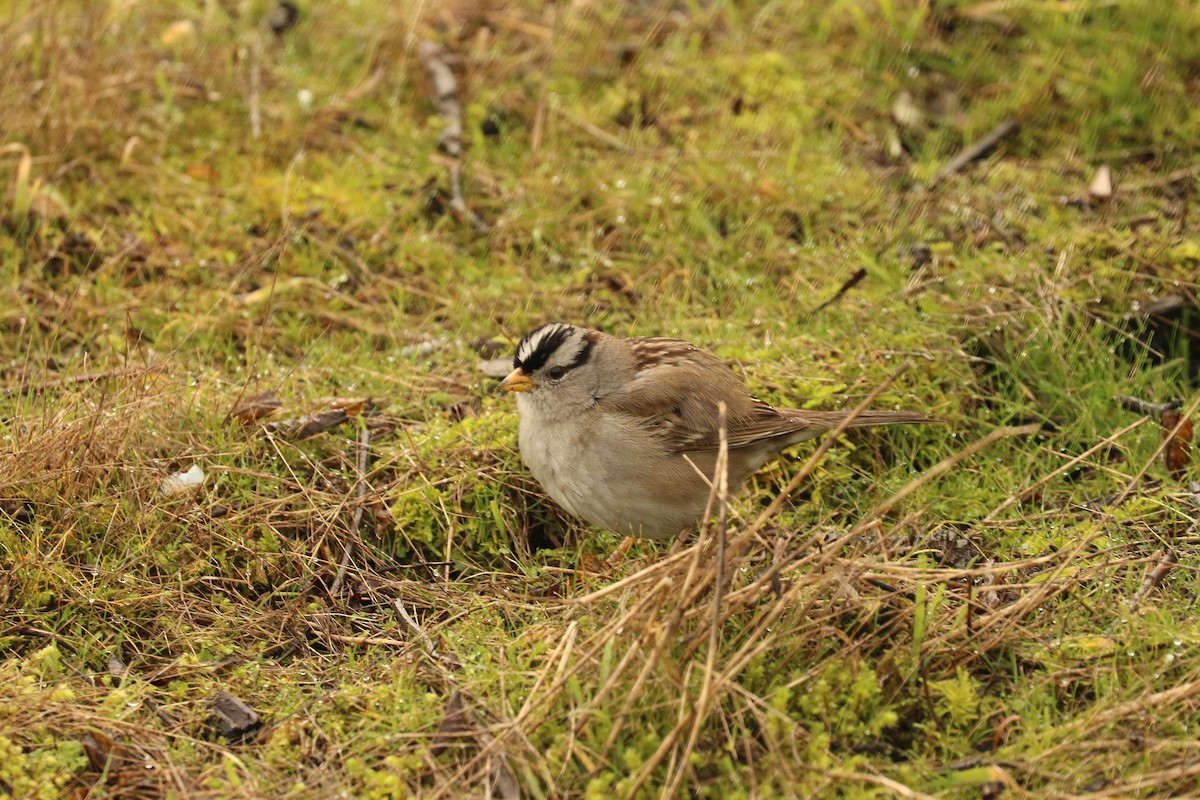 White-crowned Sparrow - ML610569687