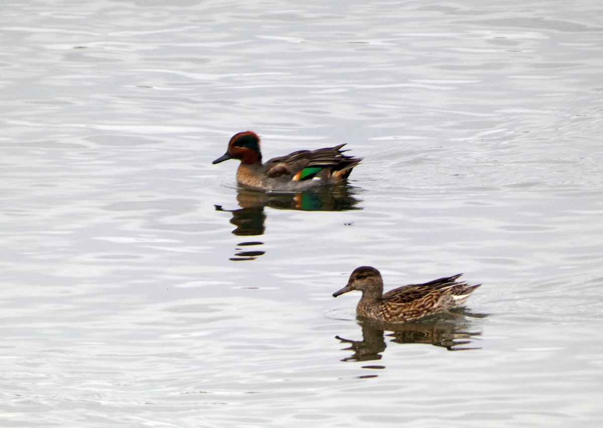 Green-winged Teal - ML610569709