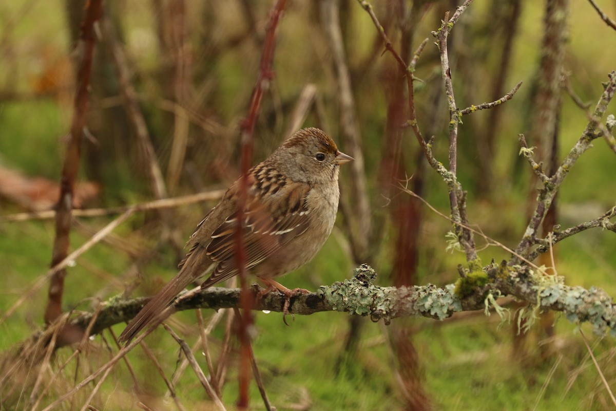 Golden-crowned Sparrow - ML610569749