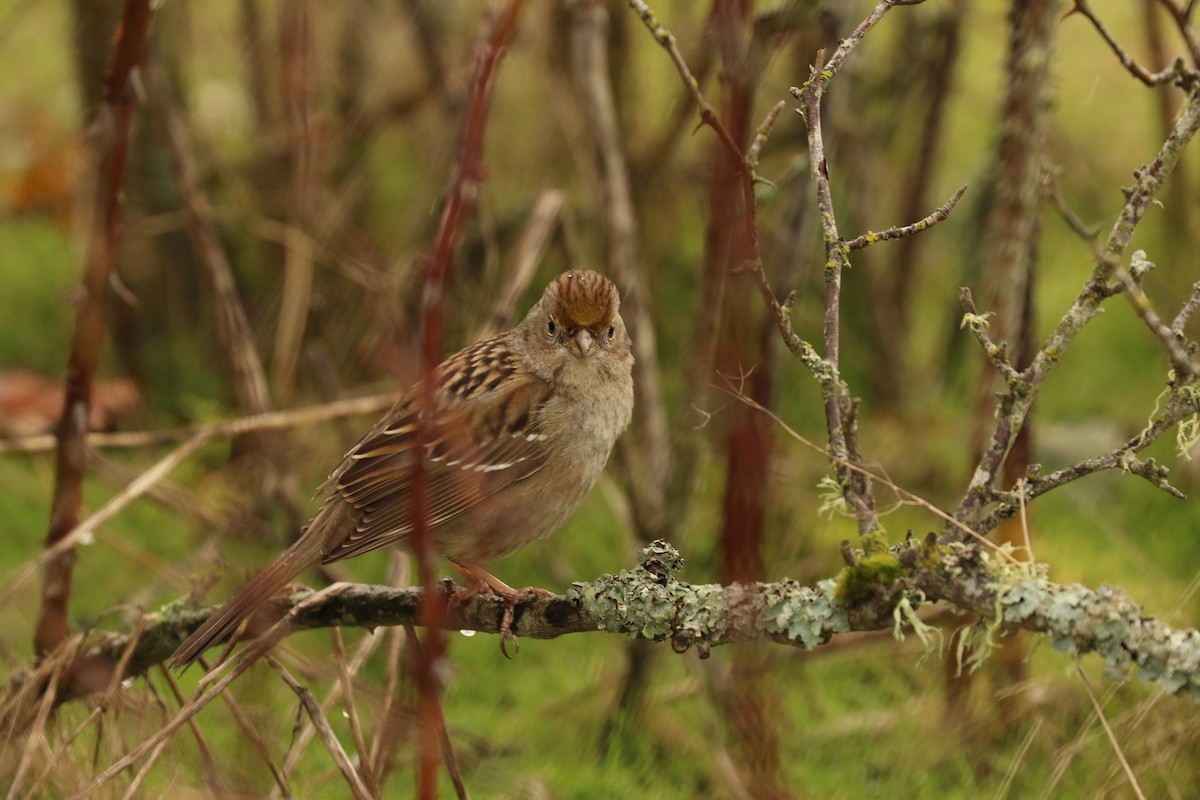 Golden-crowned Sparrow - ML610569750