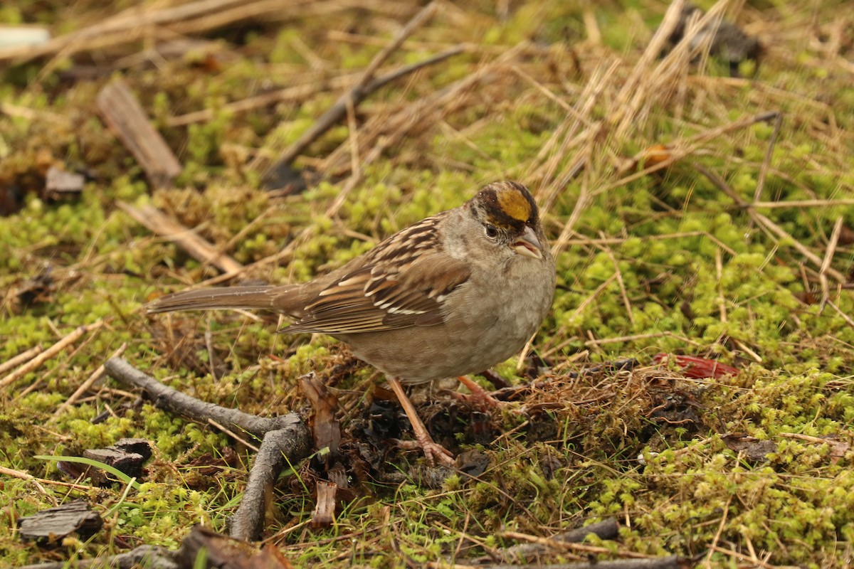 Golden-crowned Sparrow - ML610569751