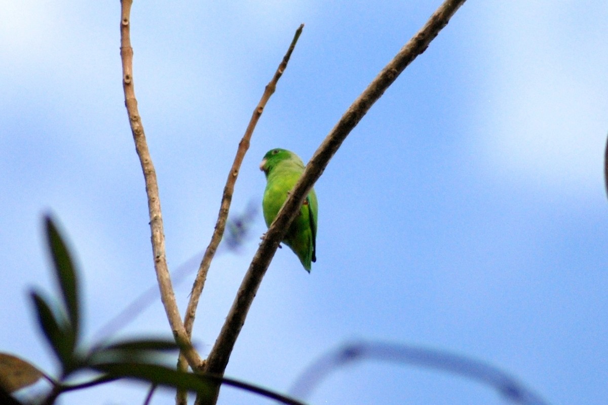 テリルリハシインコ - ML610569786