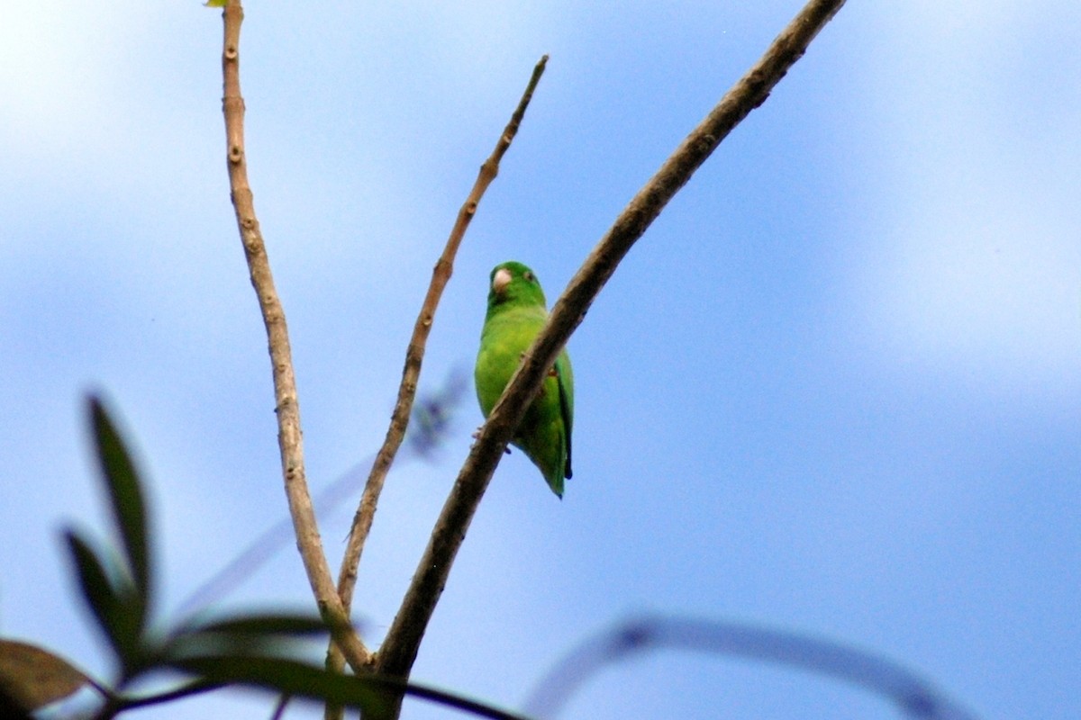 テリルリハシインコ - ML610569787