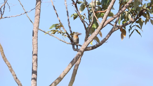 Spot-backed Puffbird (Spot-backed) - ML610569843