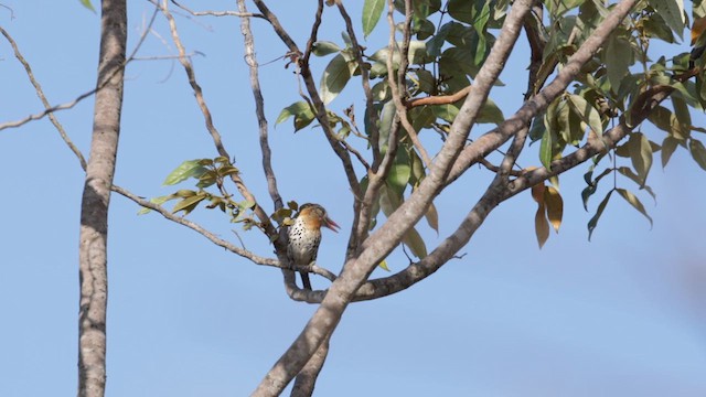 Spot-backed Puffbird (Spot-backed) - ML610569897