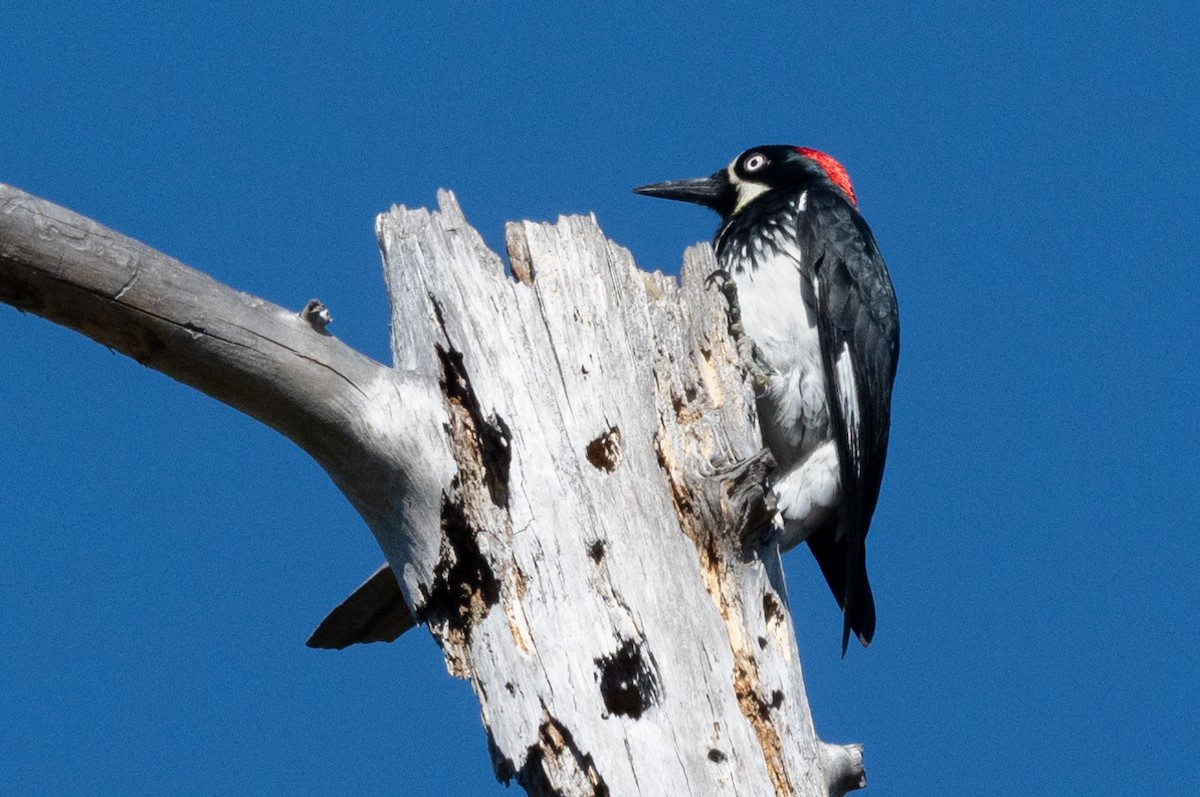 Acorn Woodpecker - ML610569898