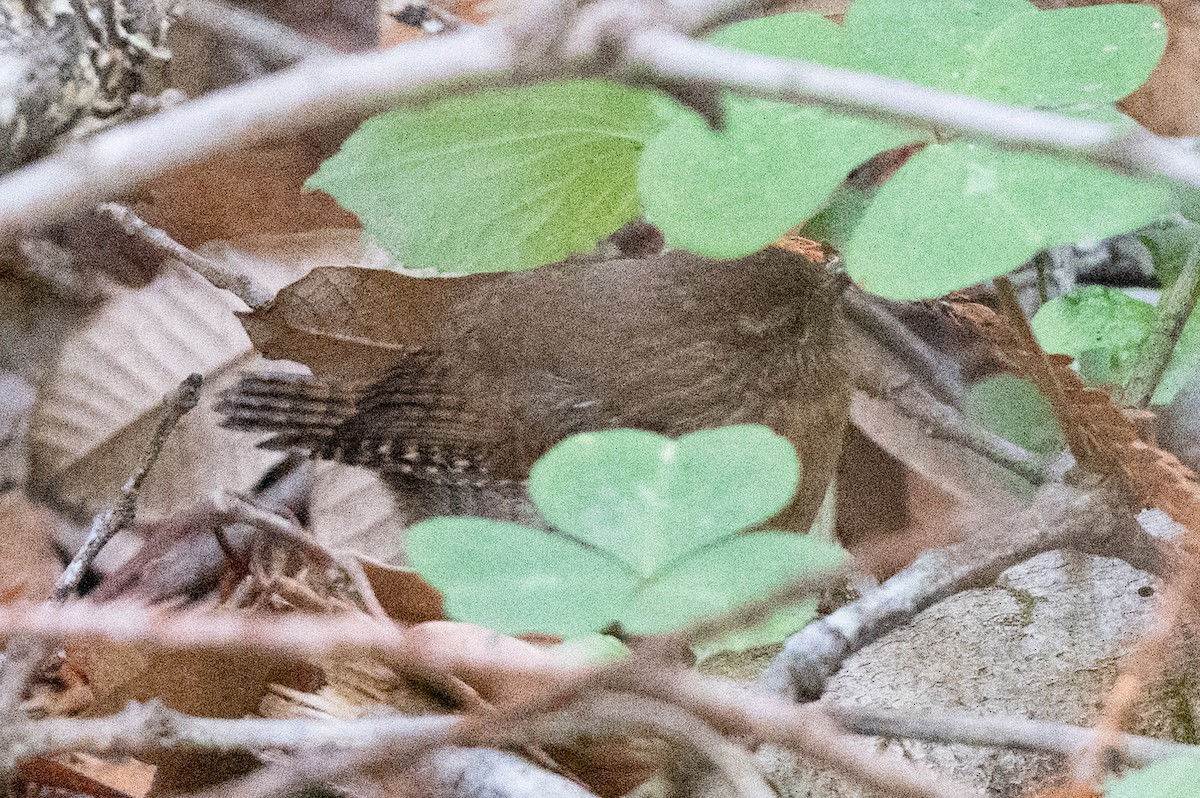 Pacific Wren - ML610569900