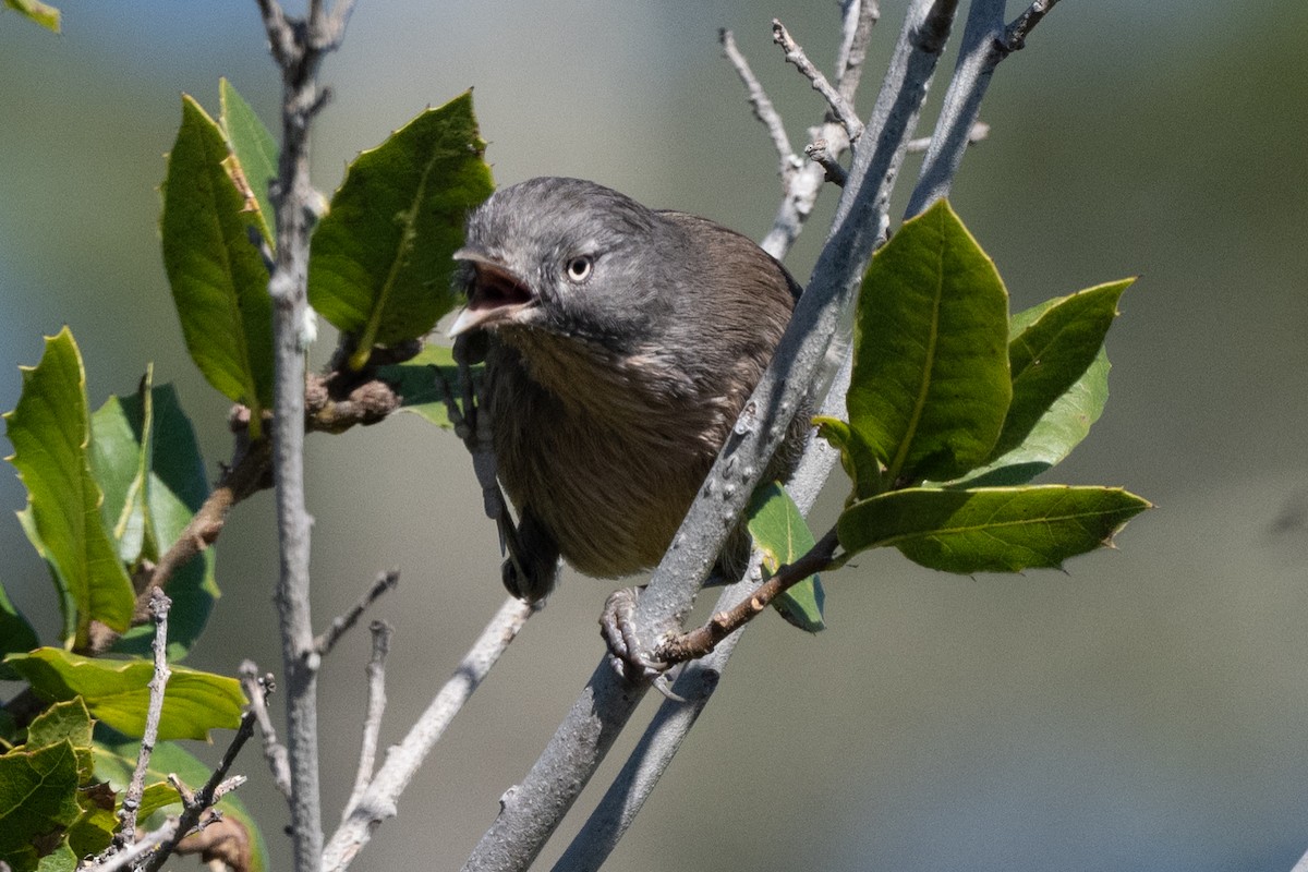 Wrentit - ML610569902