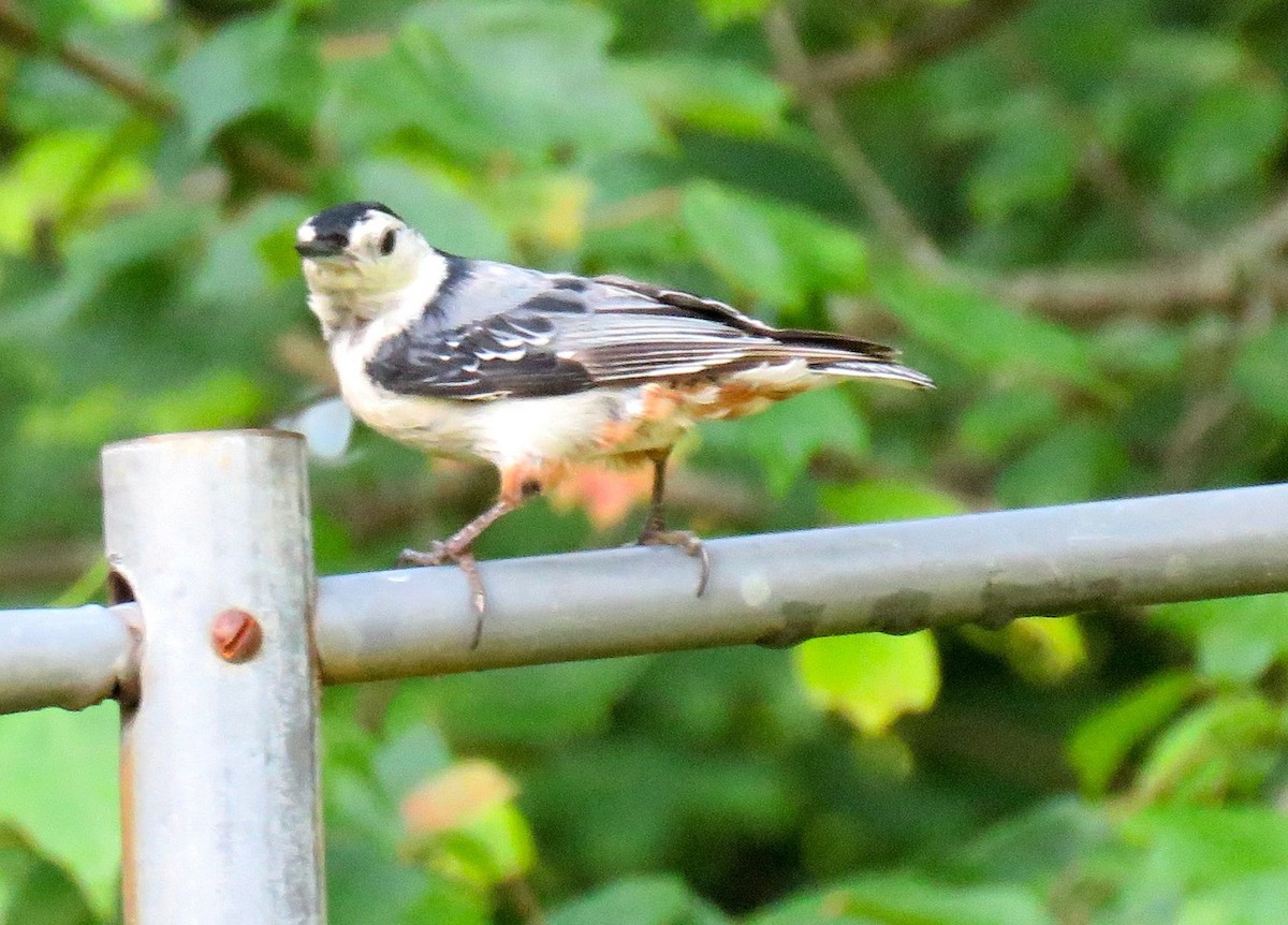 White-breasted Nuthatch - michele ramsey