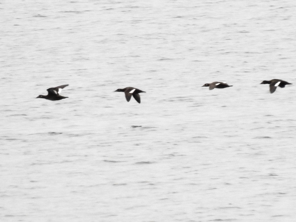 White-winged Scoter - ML610569912