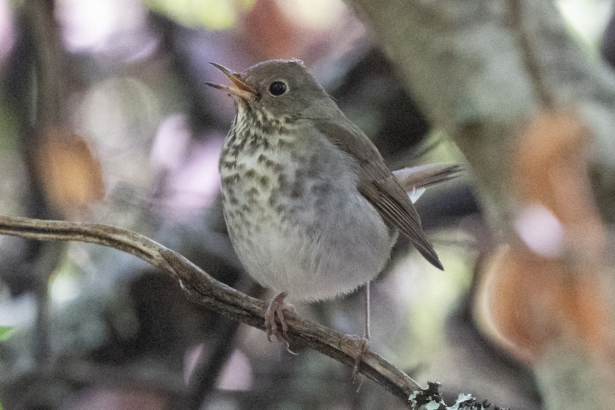 Hermit Thrush - ML610569927