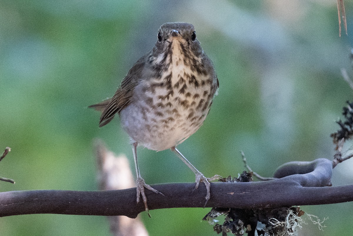 Hermit Thrush - ML610569929