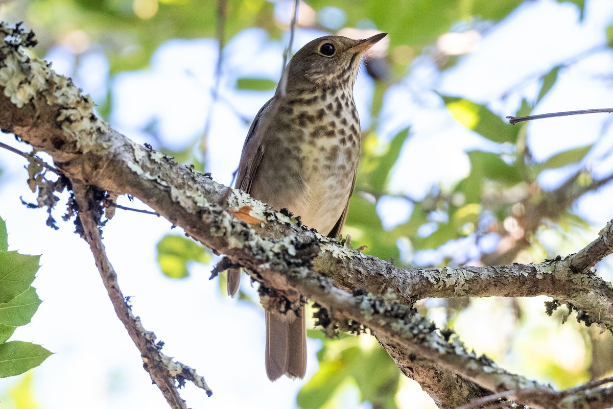 Hermit Thrush - ML610569935