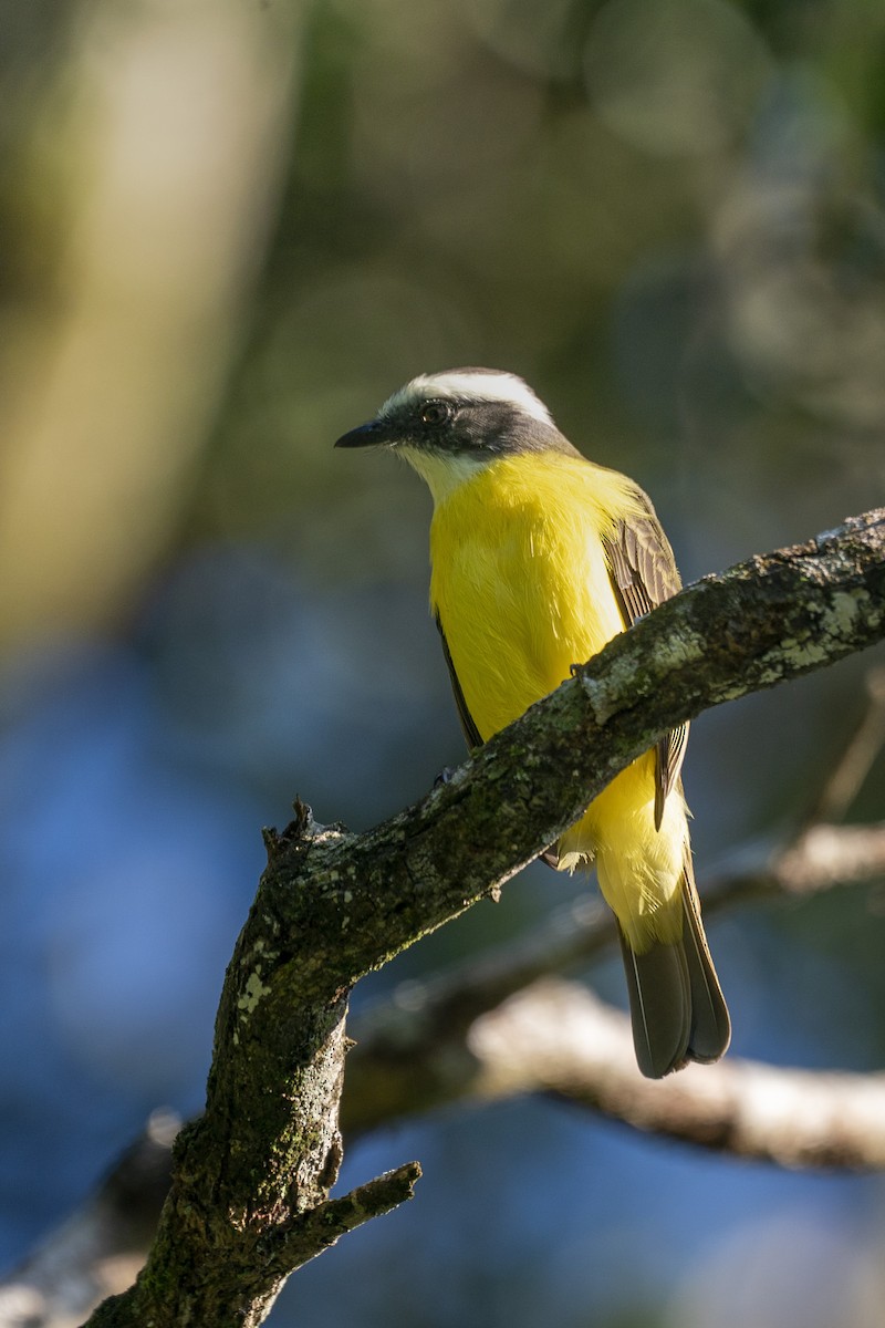 Social Flycatcher - ML610569944