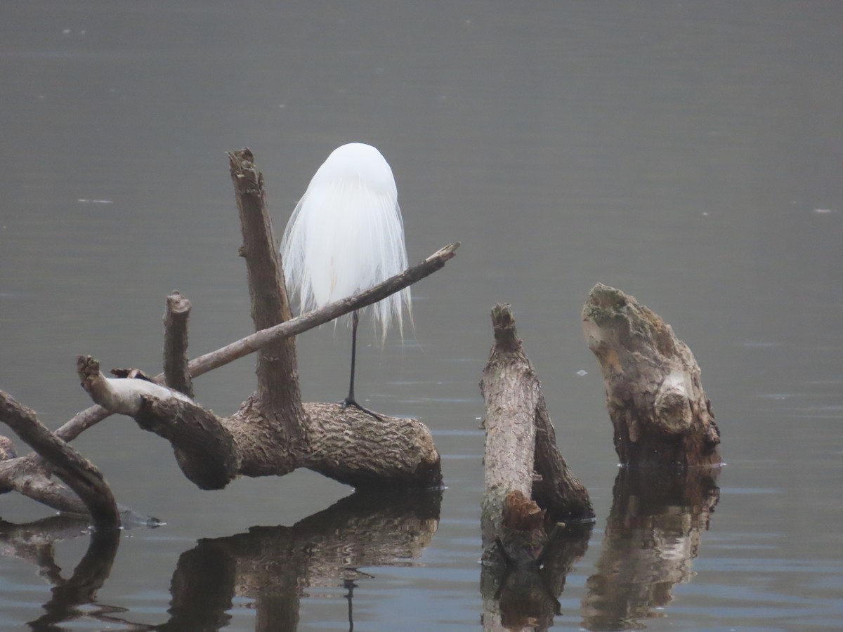 Great Egret - ML610570010