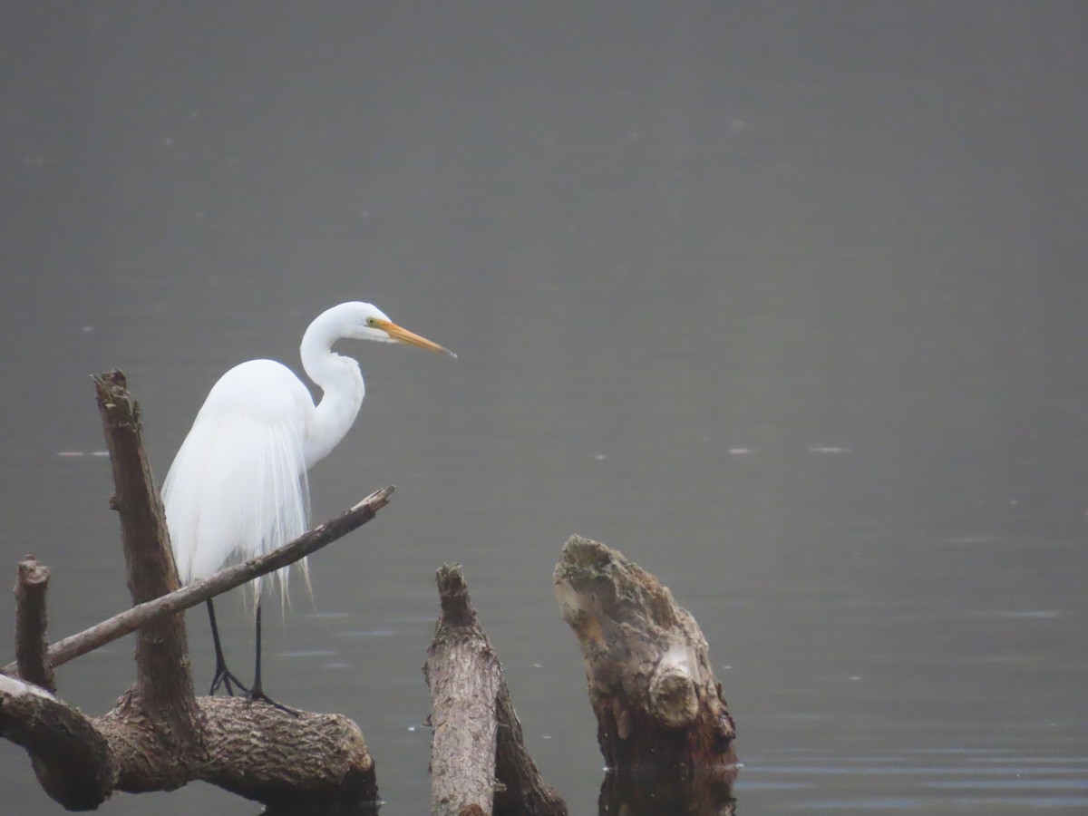 Great Egret - ML610570011