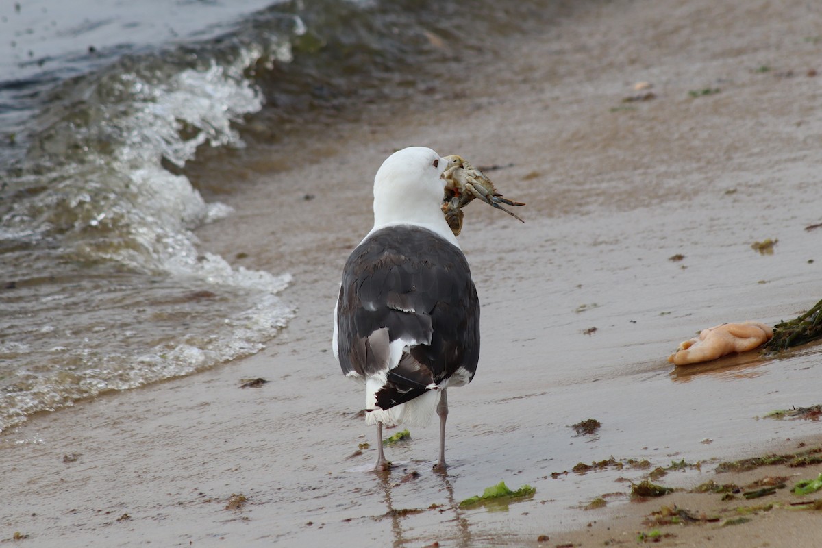 Great Black-backed Gull - ML610570020