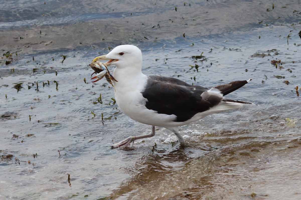 Great Black-backed Gull - James Teitgen