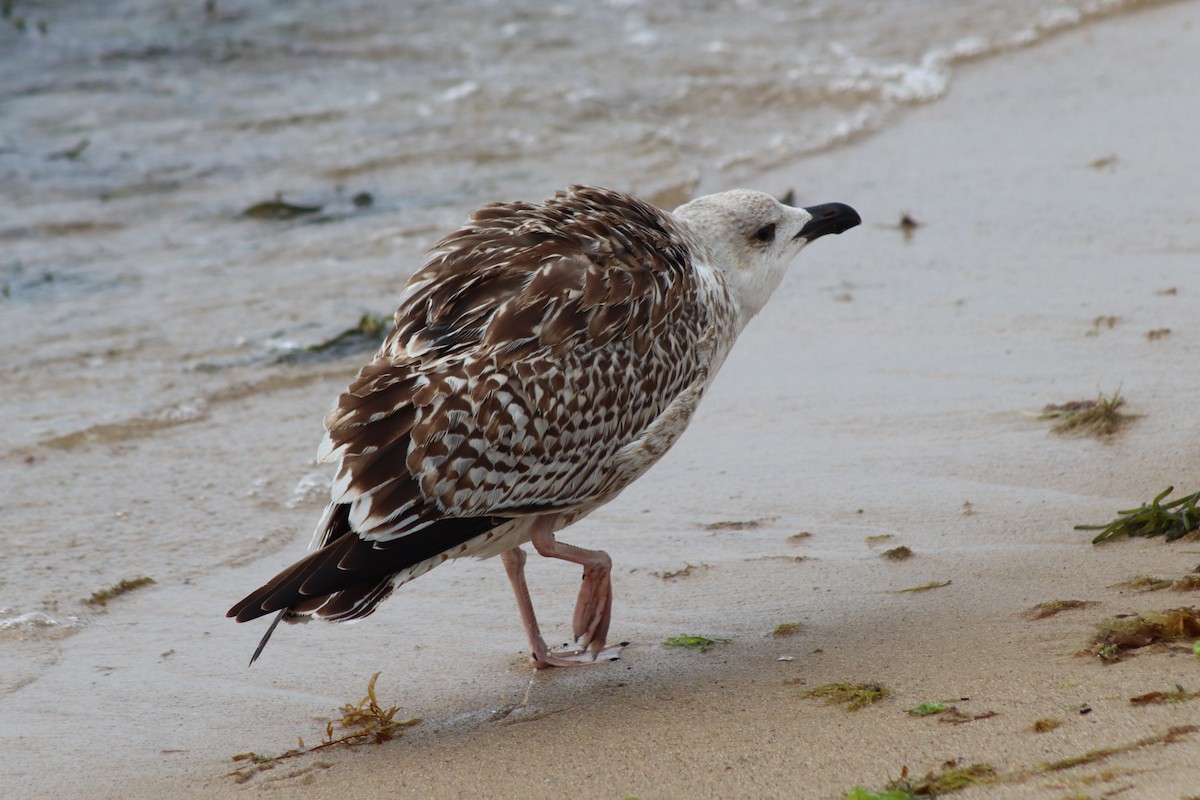 Great Black-backed Gull - ML610570025