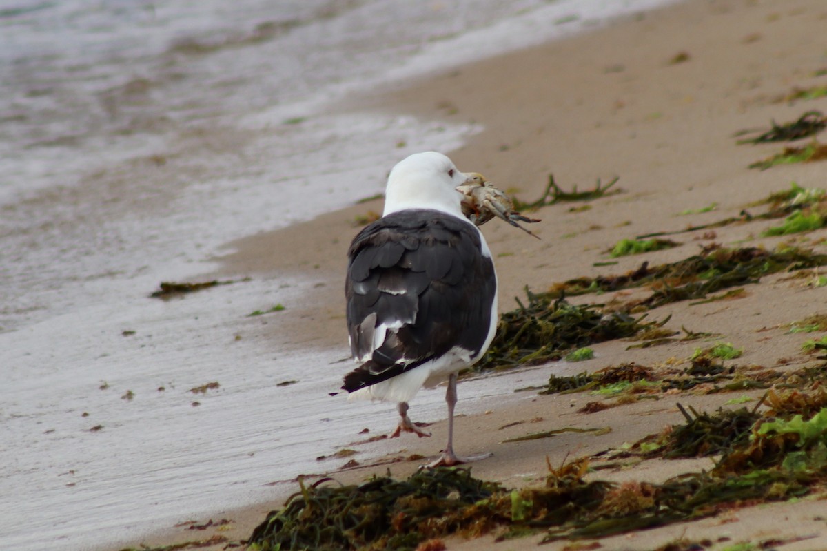 Great Black-backed Gull - ML610570026