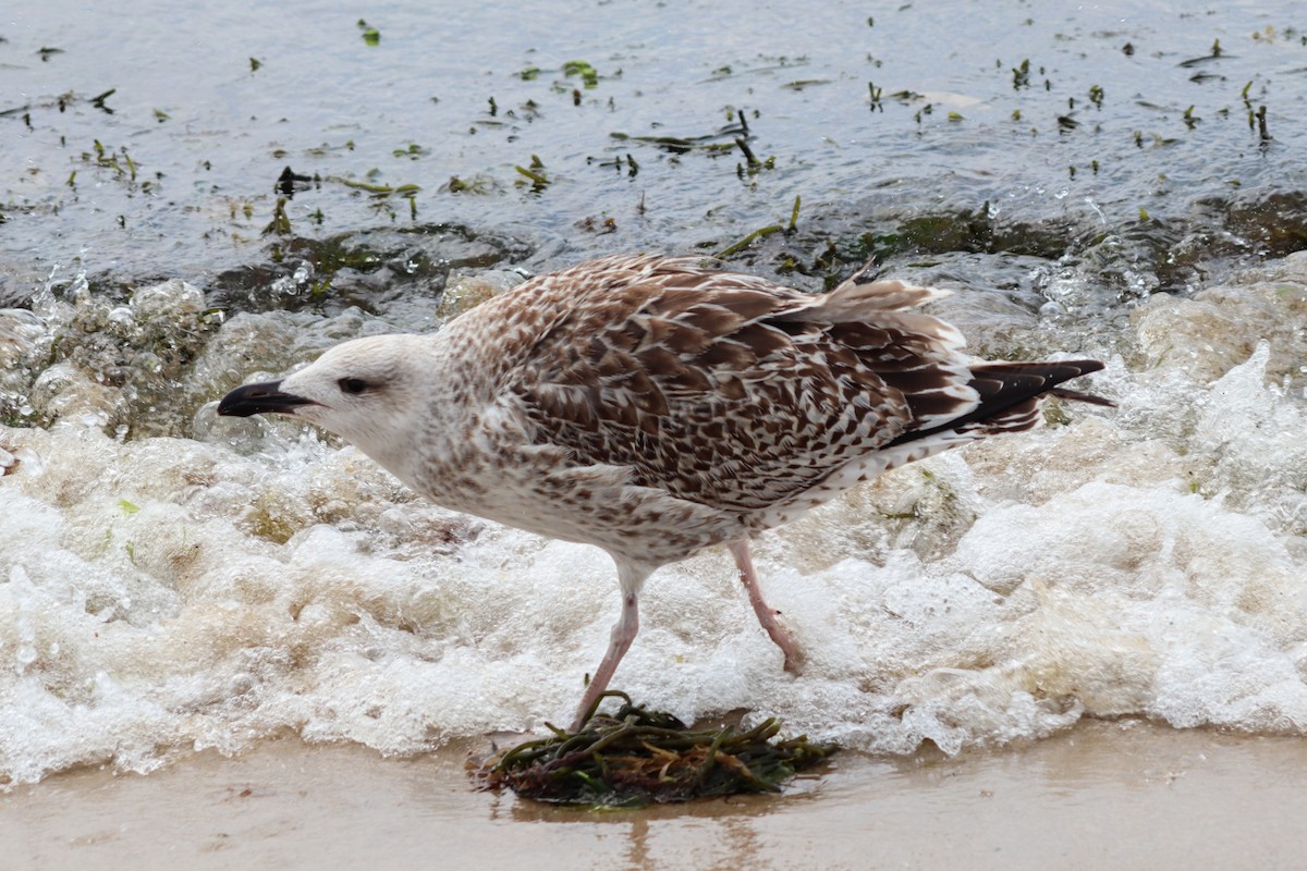 Great Black-backed Gull - James Teitgen