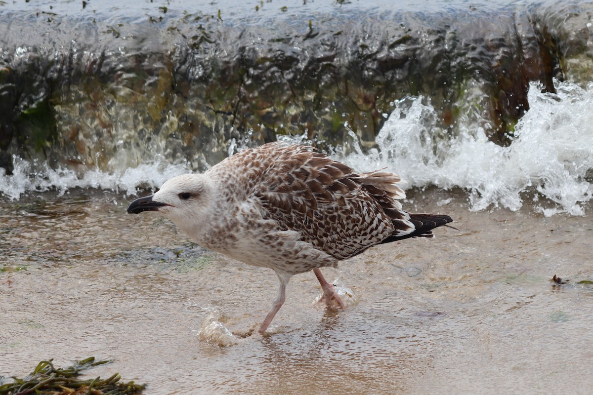 Great Black-backed Gull - James Teitgen