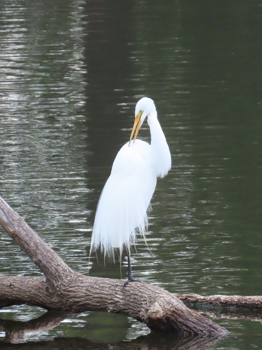 Great Egret - ML610570042