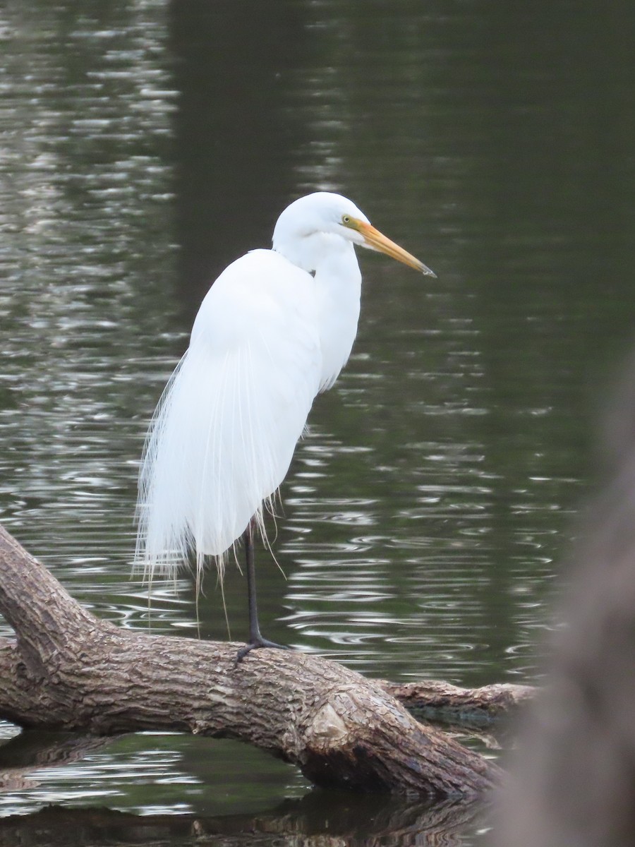 Great Egret - ML610570058