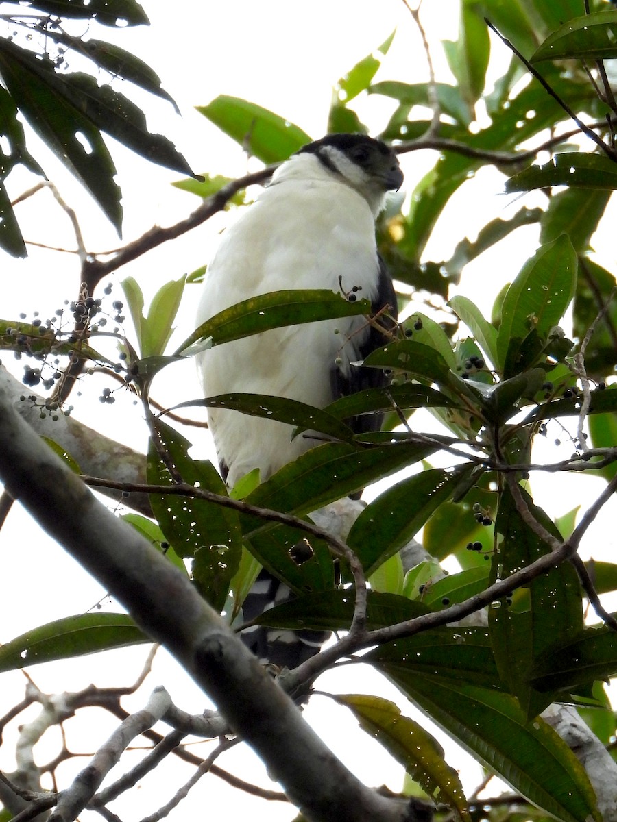 Buckley's Forest-Falcon - ML610570059