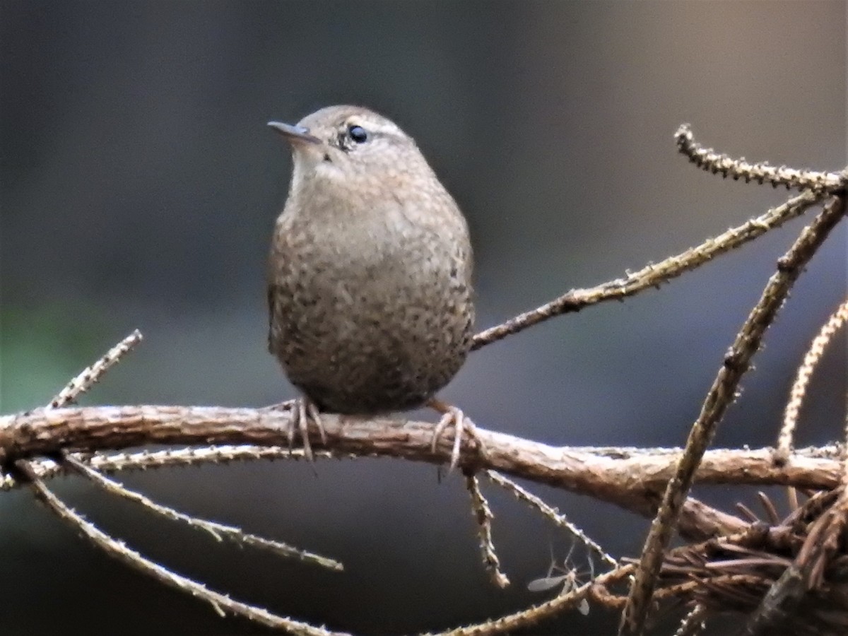 Winter Wren - ML610570126