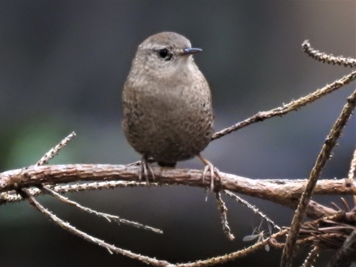 Winter Wren - ML610570127